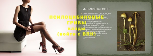 прущие грибы Снежногорск
